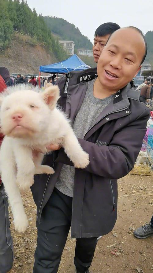 7777788888新版跑狗资料和中国下司犬外网爆火与中国下司犬图片