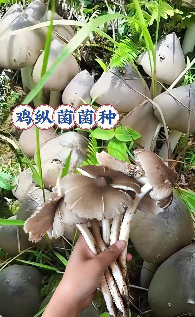 去澳门读研究生需要什么条件和天价鸡枞卖到1800元与鸡枞的价格