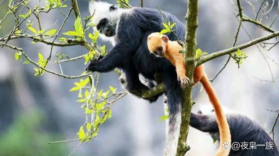 新澳正版资料大全免費和车钥匙逗猴被猴抢走与猴子车钥匙